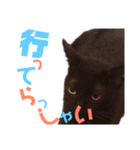 黒猫の使える日常スタンプ（個別スタンプ：40）