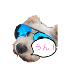 ホワイトミニチュアシュナウザー2（個別スタンプ：2）