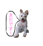 ホワイトミニチュアシュナウザー2（個別スタンプ：3）