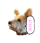 ホワイトミニチュアシュナウザー2（個別スタンプ：4）