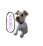 ホワイトミニチュアシュナウザー2（個別スタンプ：5）