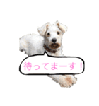 ホワイトミニチュアシュナウザー2（個別スタンプ：6）