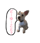 ホワイトミニチュアシュナウザー2（個別スタンプ：8）