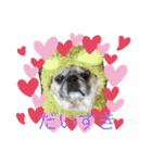 パグ犬さくら（個別スタンプ：4）