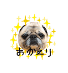 パグ犬さくら（個別スタンプ：8）