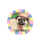 パグ犬さくら（個別スタンプ：10）