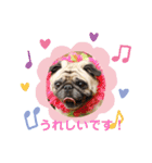 パグ犬さくら（個別スタンプ：11）