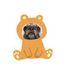 パグ犬さくら（個別スタンプ：12）