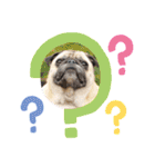 パグ犬さくら（個別スタンプ：13）