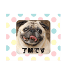 パグ犬さくら（個別スタンプ：14）