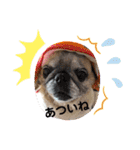 パグ犬さくら（個別スタンプ：17）