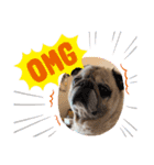 パグ犬さくら（個別スタンプ：18）
