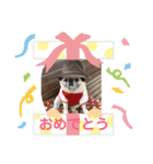 パグ犬さくら（個別スタンプ：20）