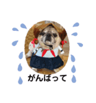 パグ犬さくら（個別スタンプ：24）