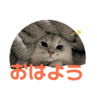 しぐれ様の日々（個別スタンプ：1）