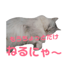 しぐれ様の日々（個別スタンプ：2）