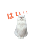 しぐれ様の日々（個別スタンプ：8）