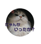 しぐれ様の日々（個別スタンプ：9）
