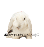 うさぎより2（個別スタンプ：1）