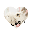うさぎより2（個別スタンプ：8）