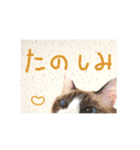 しお大福の味vol.3（個別スタンプ：4）