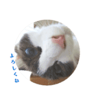 しお大福の味vol.3（個別スタンプ：15）