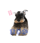 ミニチュアシュナウザーm（個別スタンプ：2）
