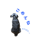 ミニチュアシュナウザーm（個別スタンプ：9）