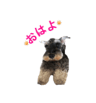 ミニチュアシュナウザーm（個別スタンプ：10）