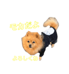 ミニチュアシュナウザーm（個別スタンプ：11）