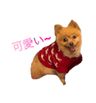 ミニチュアシュナウザーm（個別スタンプ：13）