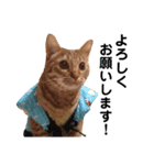 うちのCats（個別スタンプ：1）