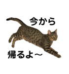 うちのCats（個別スタンプ：2）