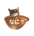 うちのCats（個別スタンプ：5）
