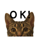 うちのCats（個別スタンプ：6）