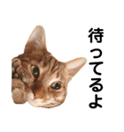 うちのCats（個別スタンプ：7）