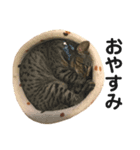 うちのCats（個別スタンプ：8）