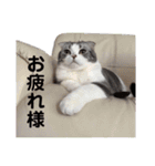 福ちゃんのスタンプ（個別スタンプ：22）