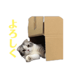 福ちゃんのスタンプ（個別スタンプ：24）