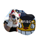しゃんにゃんの猫スタンプ（個別スタンプ：7）