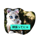 しゃんにゃんの猫スタンプ（個別スタンプ：9）