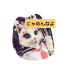 しゃんにゃんの猫スタンプ（個別スタンプ：13）