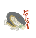 ドジョウは、eel？（個別スタンプ：1）