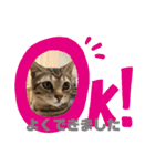 とらねこの日々3（個別スタンプ：1）