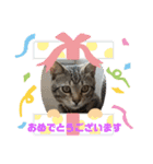 とらねこの日々3（個別スタンプ：2）