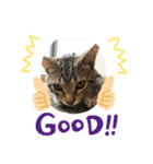 とらねこの日々3（個別スタンプ：3）
