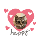 とらねこの日々3（個別スタンプ：5）