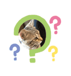 とらねこの日々3（個別スタンプ：9）