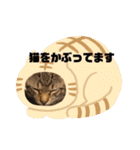 とらねこの日々3（個別スタンプ：11）