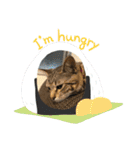 とらねこの日々3（個別スタンプ：12）